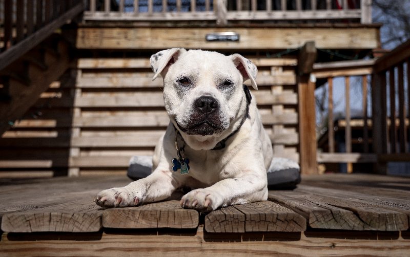 Pet energy healing session with a calm dog resting near a practitioner